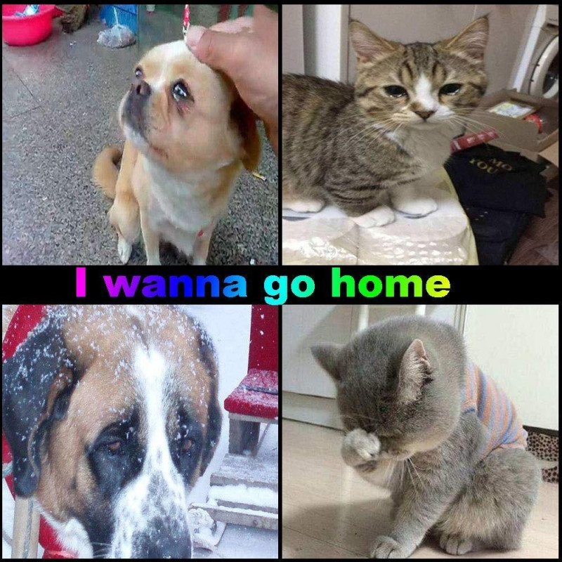 Dog Cat Anti - lost Storage Tube Tags Halskjede anheng